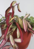 Хойя кентиана вариегатная (Hoya kentiana variegata)