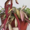 Хойя кентиана вариегатная (Hoya kentiana variegata)