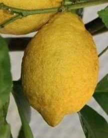 Лимон Villa Franka (Citrus limon Villa Franka) 