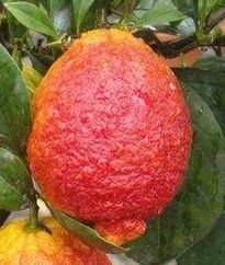 Лимон Россо (Citrus limonimedica Pigmentata)