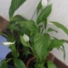 Спатифиллум прелестный (Spathiphyllum blandum) - Женское счастье  