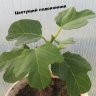 Инжир, фикус карика (Ficus carica)