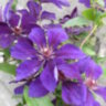 Клематис "Gipsy Queen" (Clematis "Gipsy Queen")