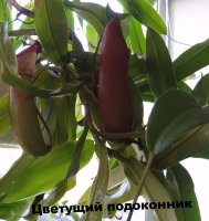 Непентес (Nepenthes)