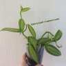 Ваниль вариегатная (Vanilla planifolia variegada) 