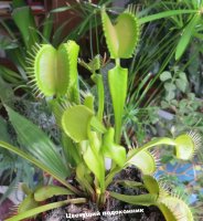 Венерина мухоловка (Dionaea muscipula) 