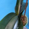 Фаленопсис 'Diamond Head' (Phalaenopsis 'Diamond Head')