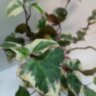 Плющ канарский вариегатный (Hedera Canariensis Variegata)