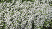 Тимьян ползучий белый "Albiflorus" (Thymus praecox "Albiflorus")
