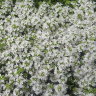 Тимьян ползучий белый "Albiflorus" (Thymus praecox "Albiflorus")