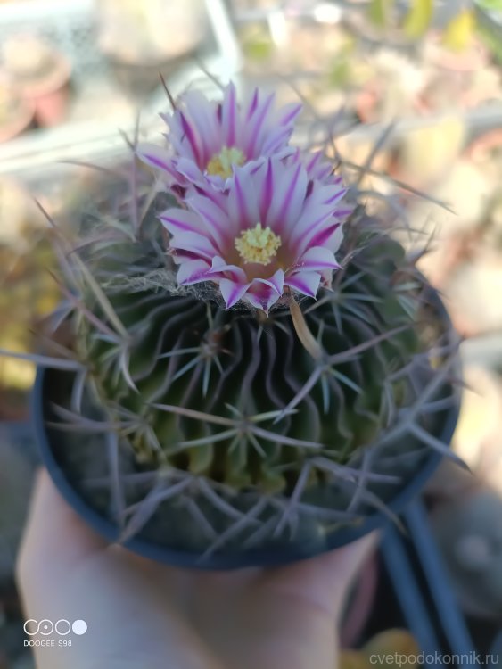 Echinofossulocactus zacatecasensis