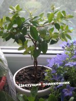 Мирт обыкновенный (Myrtus communis)