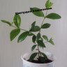 Мирт обыкновенный (Myrtus communis)