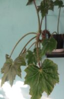 Бегония воротничковая (Begonia manicata)