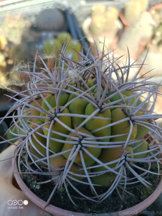 Gymnocalycium multiflorum