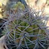 Gymnocalycium multiflorum