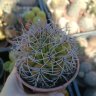 Gymnocalycium multiflorum