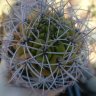 Gymnocalycium multiflorum