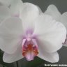 Фаленопсис "Miki Smile" (Phalaenopsis "Miki Smile") 