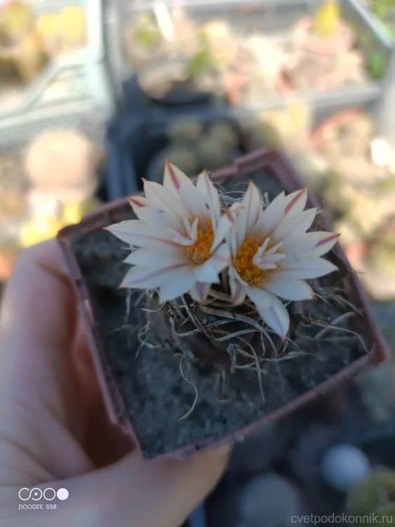  Turbinicarpus macrochele