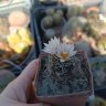  Turbinicarpus macrochele