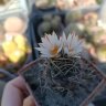  Turbinicarpus macrochele