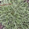 Паронихия подушковидная (Paronychia pulvinata) 