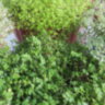 Солейролия с салатовой листвой (Soleirolia)