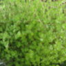 Солейролия с салатовой листвой (Soleirolia)