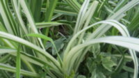 Лилейник пестролистный Kwanso variegata