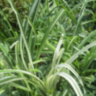 Лилейник пестролистный Kwanso variegata