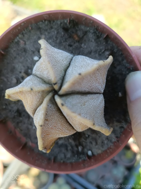 Astrophytum myriostigma v. strongylogonum