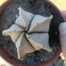 Astrophytum myriostigma v. strongylogonum