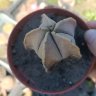 Astrophytum myriostigma v. strongylogonum