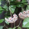 Хойя мясистая (Hoya carnosa)