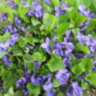 Фиалка лесная  душистая (Viola odorata)