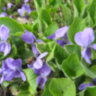 Фиалка лесная  душистая (Viola odorata)