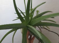 Алоэ настоящее (Aloe vera) 