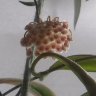 Хойя парвифлора (Hoya parviflora) 