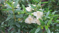 Мирт мелколистный (Myrtus microphylla)