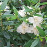 Мирт мелколистный (Myrtus microphylla)