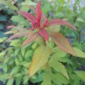 Спирея японская "Firelight" (Spiraea japonica "Firelight")