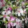 Флокс шиловидный "Apple Blossom" (Phlox subulata "Apple Blossom")