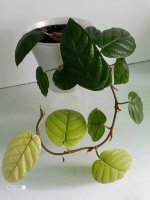 Фикус виллоза Нудум ( Ficus villosa Nudum) 