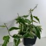 Фикус стреловидный вариегатный (Ficus sagittata Variegata)
