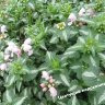 Яснотка пятнистая Roseum (Lamium maculatum Roseum)