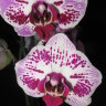 Фаленопсис "Miki Caesar" (Phalaenopsis "Miki Caesar")