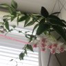 Хойя прекрасная (Hoya bella)