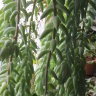 Очиток Моргана (Sedum morganianum)