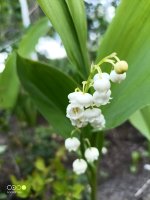 Ландыш майский (Convallaria majális)
